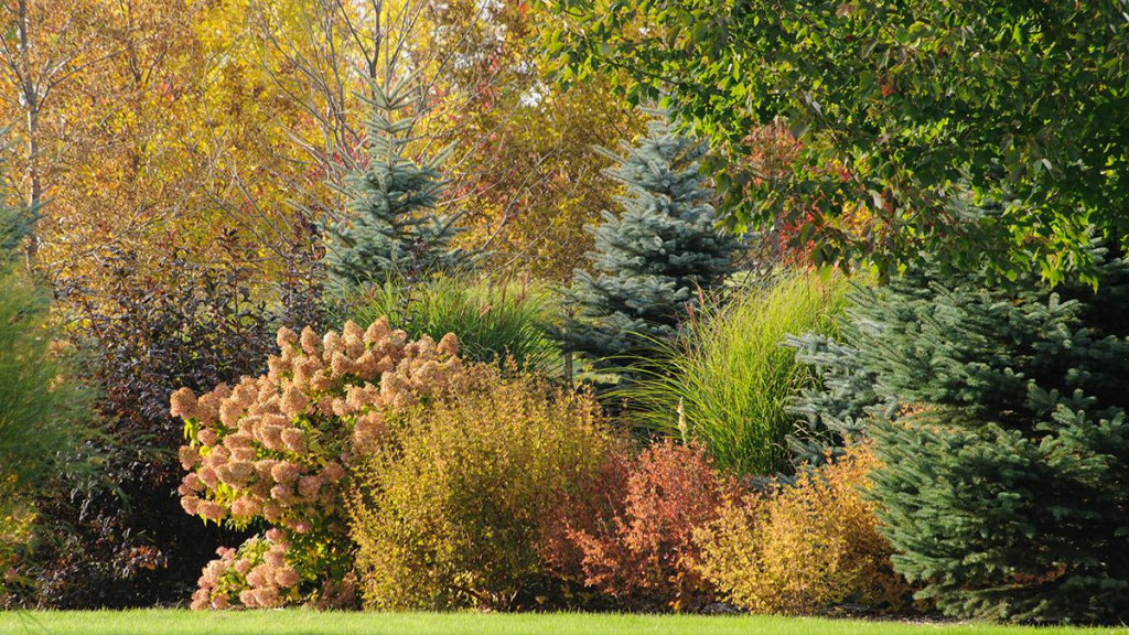 Colder zone plant landscape full of tall blue spruce, Dwarf Korean lilacs, Limelight hydrangea shrubs, and maiden grasses.