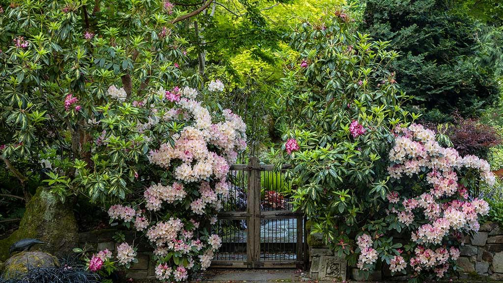 An outdoor scene featuring a wooden and stone fence surrounded by green trees and purple and pink flowers.