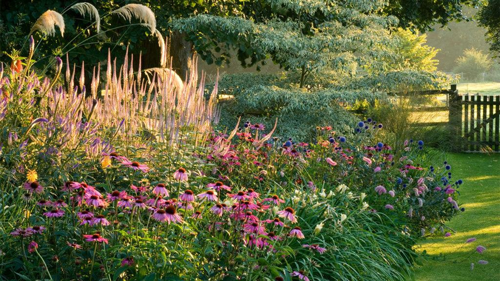 Garden landscape filled with Karley Rose Oriental Fountain Grass, pink coneflowers, and purple flowers.