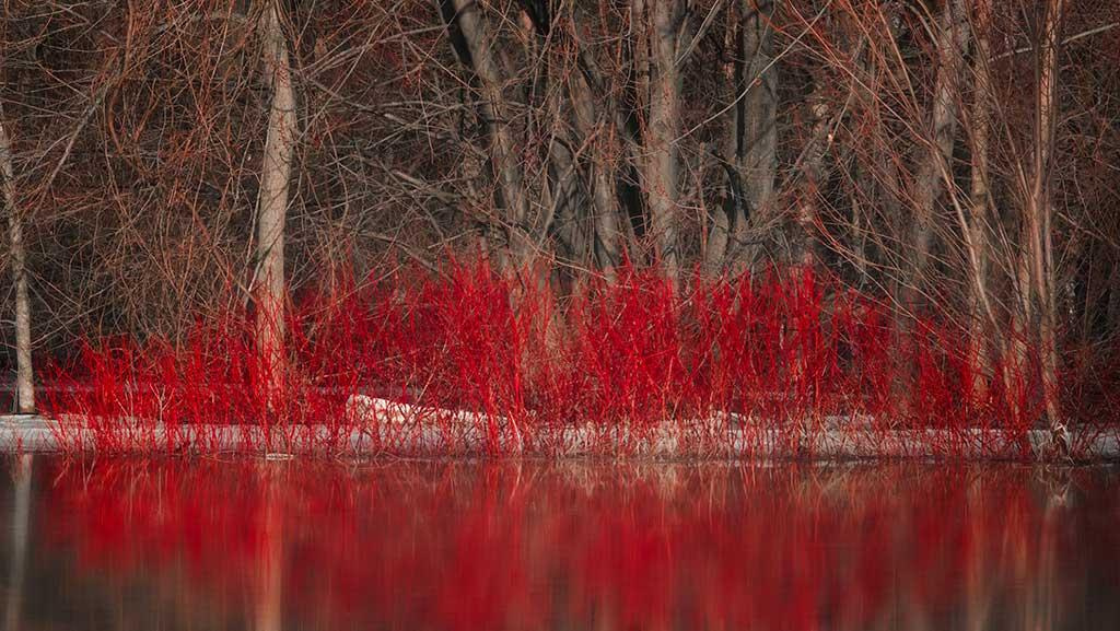 Red Twig Dogwood Plants against a water's edge with a forest of trees in the background.