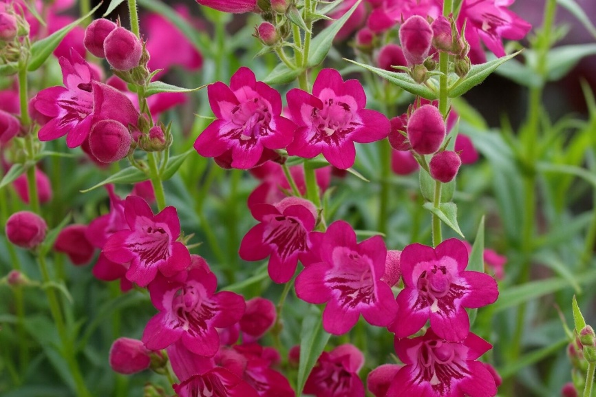 Bright pink flowers on vines with text that reads, "Destination: Garden Center February."