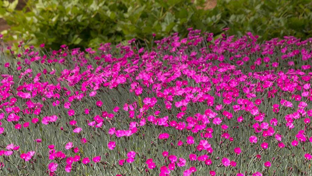 A field of bright purple Perennial Dianthus flowers.