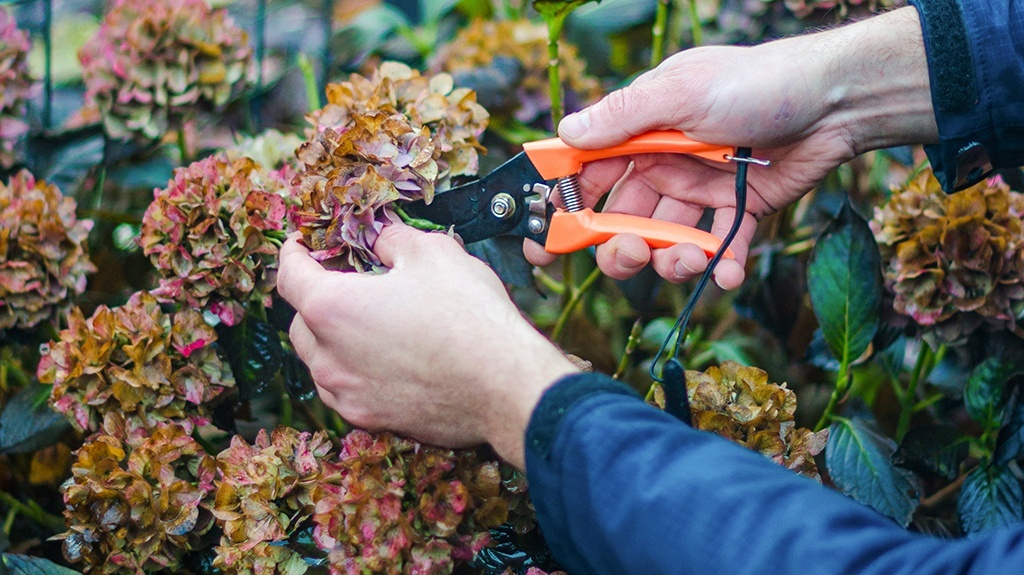 Pruning scissors trimming a hydrangea plant.