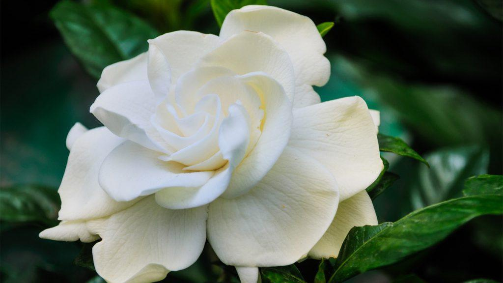 Close-up of a white gardenia flower.