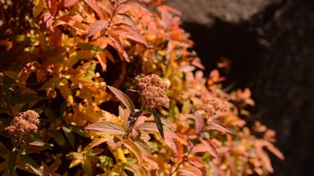 Close-up of a Limemound Spirea, A Fall inspired plant.
