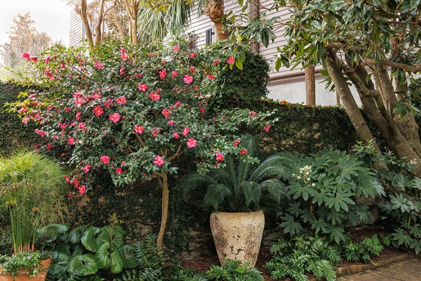 A pink camellia tree in the landscape