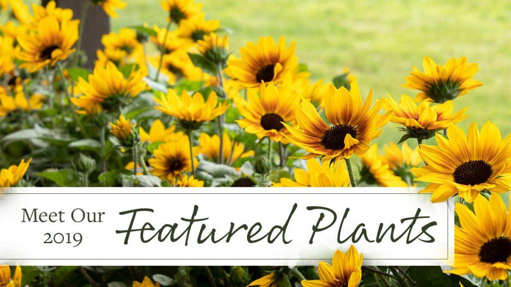 SunBelievable Brown Eyed Girl Helianthus flowers and text that reads, "Meet our 2019 Featured Plants."