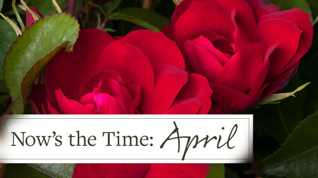 Close-up of Grace N' Grit Red Shrub Rose Plant with text that reads, "Now's the Time: April."