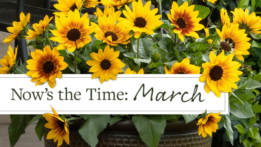 Close-up of Sunflowers with text that reads, "Now's the Time: March."
