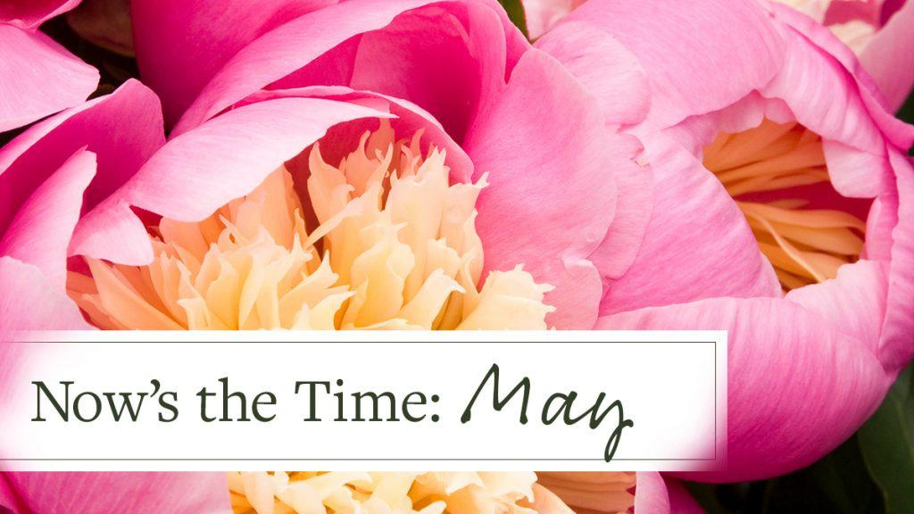 Close-up of two pink peonies with yellow centers and text that reads, "Now's the Time: May."