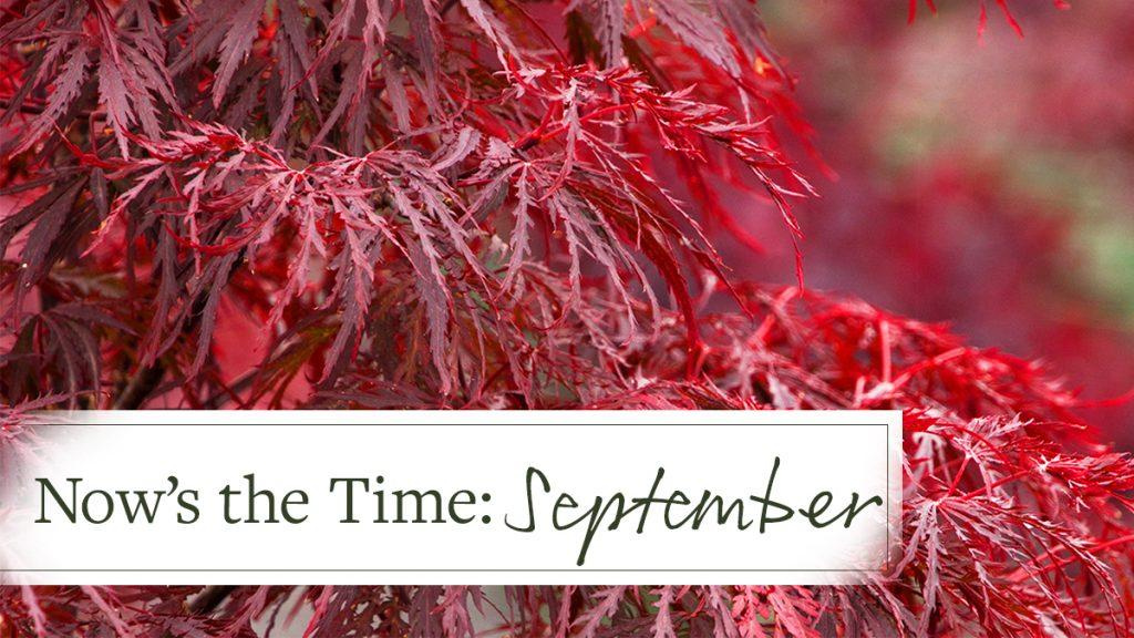 Close-up of Red Dragon Japanese Maple Plant with text that reads, "Now's the Time: September."