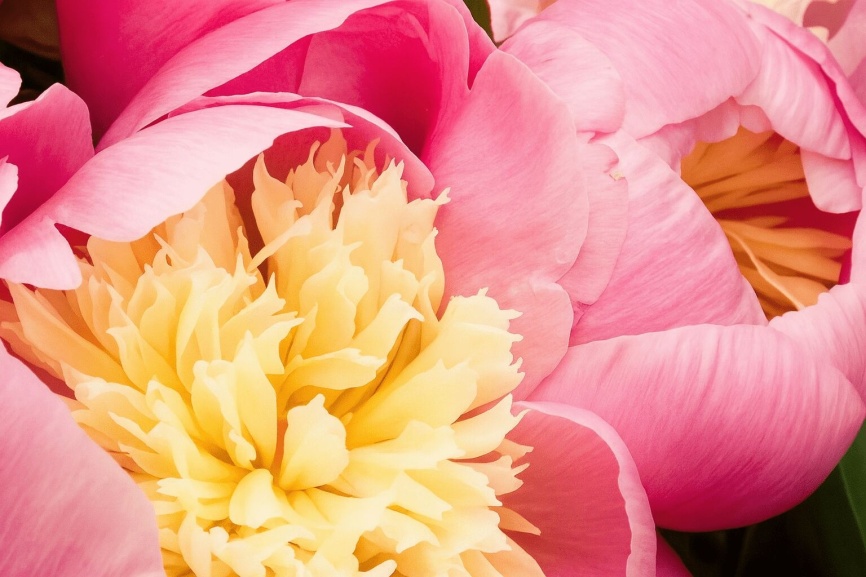 Close-up of two pink peonies with yellow centers and text that reads, "Now's the Time: May."