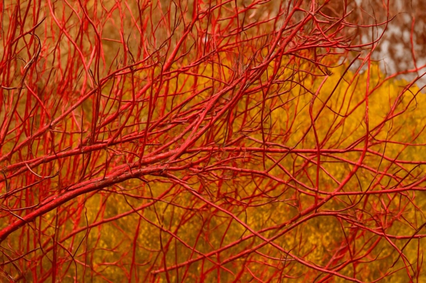 Close-up of Red Twig Dogwood with text that states, "Now's the Time: November and December."