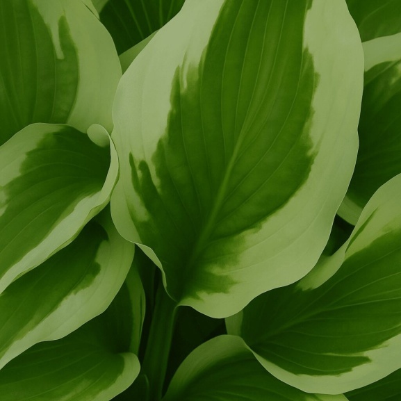 Green background with text that reads, "2019 This Year I will Connect with Nature, Garden Resolutions from the Nursery."