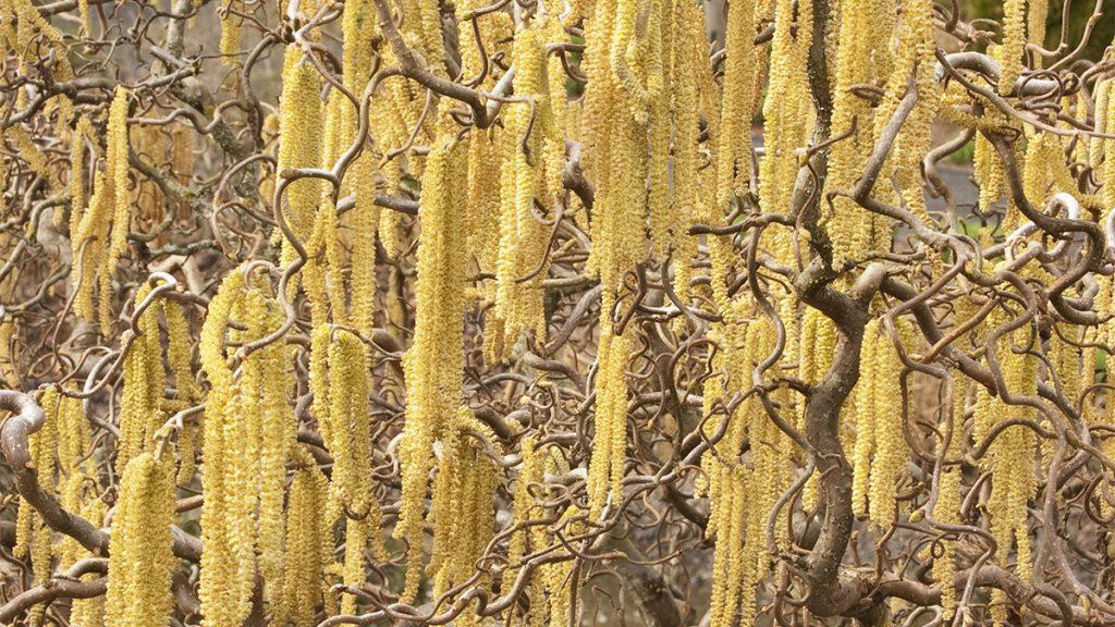 Close-up of Harry Lauder's Walking Stick plant.