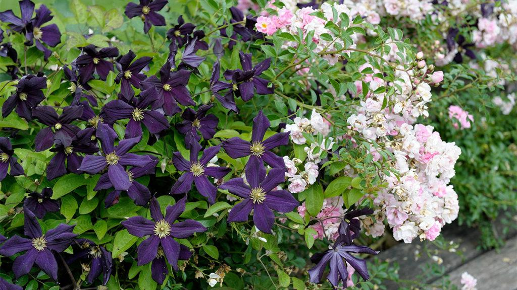 Boulevard Fleuri Clematis next to Sweet Drift Groundcover Roses.