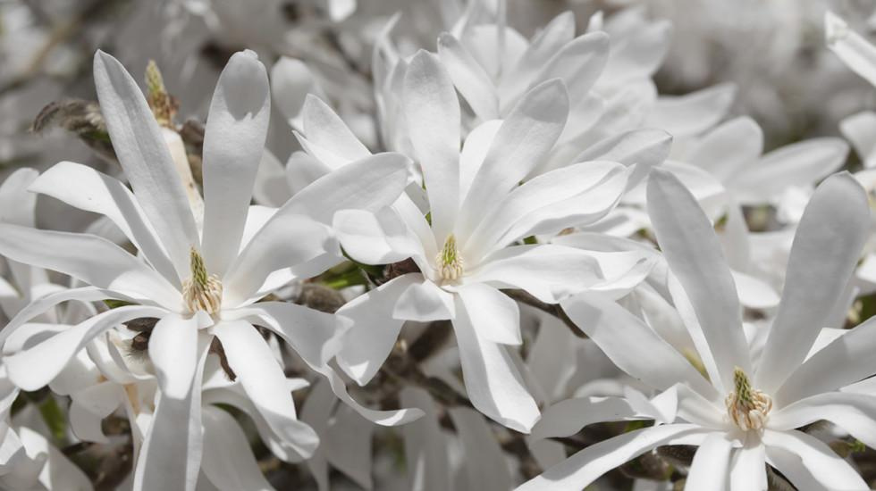 Close-up of white Royal Star Magnolia flowers.