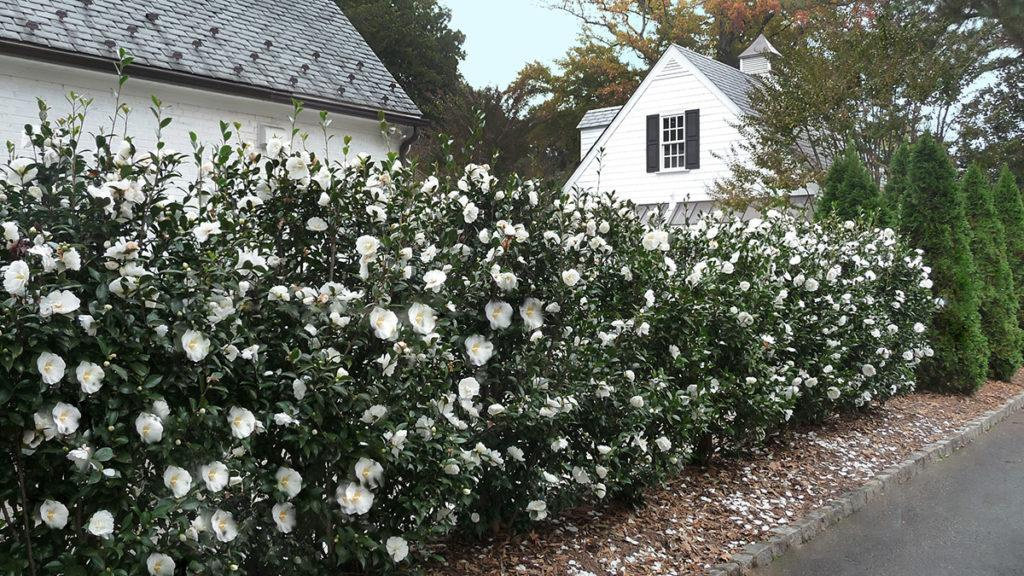 Flowering hedge full of White Camellia flowers stand next to Emerald Green arborvitae shrubs lining the road.