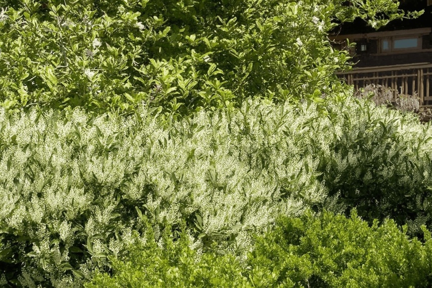 Green shrubs with text that reads, "Tips for Pruning Shrubs."