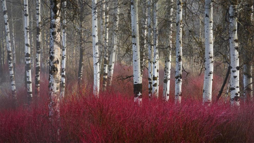 Multiple Red-stemmed Dogwoods at the edge of a forest that has tall white trees.