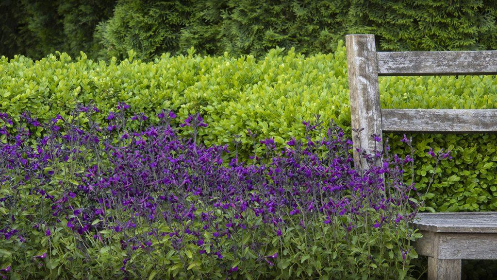 VIBE Ignition Purple Salvia flowers in front of green plants and next to a wooden bench.
