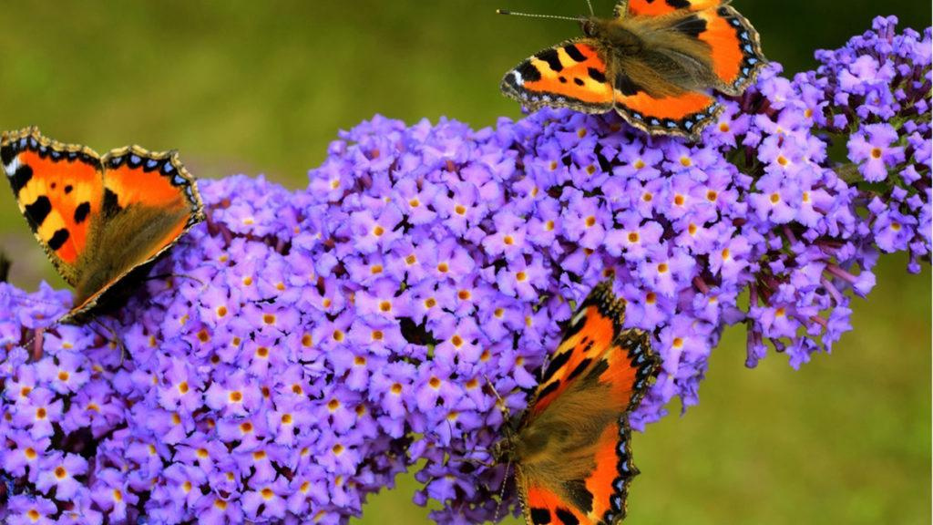 Bright purple Butterfly Bush flowers with three orange butterflies on top.