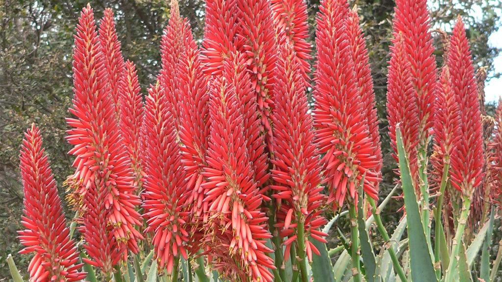 Close-up of multiple Super Red Hybrid Aloe plants.