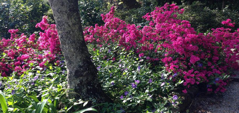 Girard’s Fuchsia Azalea planted around purple flowers and a tree in a garden.