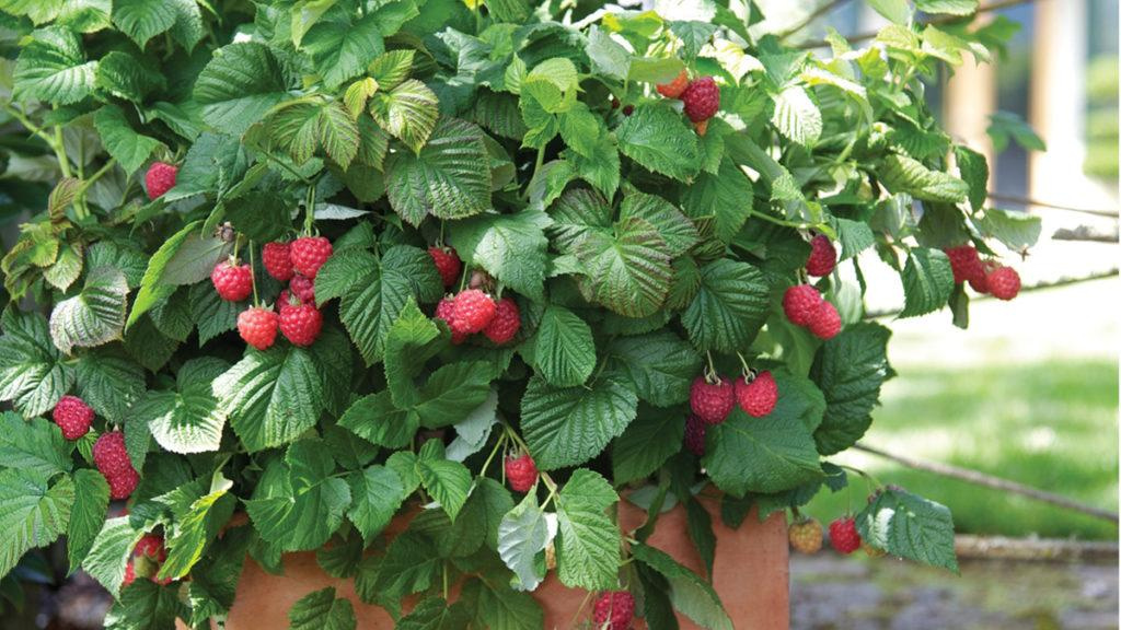 Close-up of a potted raspberry plant.