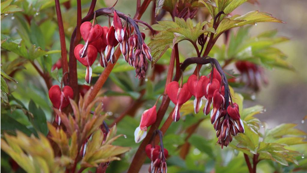 Close-up of a couple Valentine Bleeding Hearts growing.