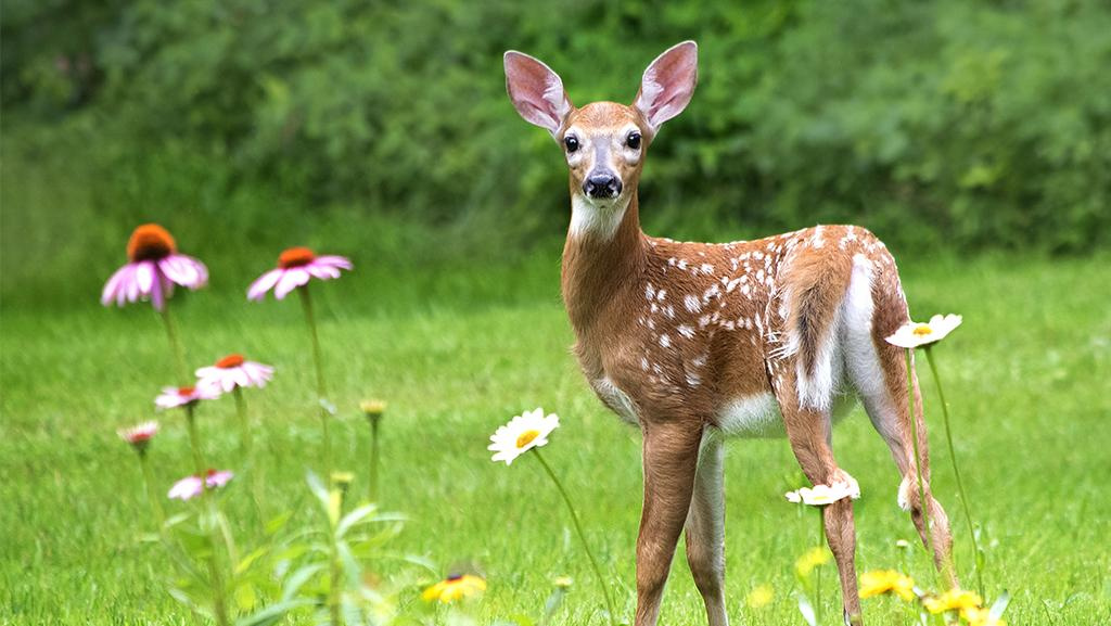 young deer in a yard with purple coneflowers in foreground