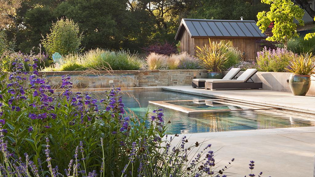 Backyard landscape with a pool and shed surrounded by plants such as lavender, salvia, and penstemon.
