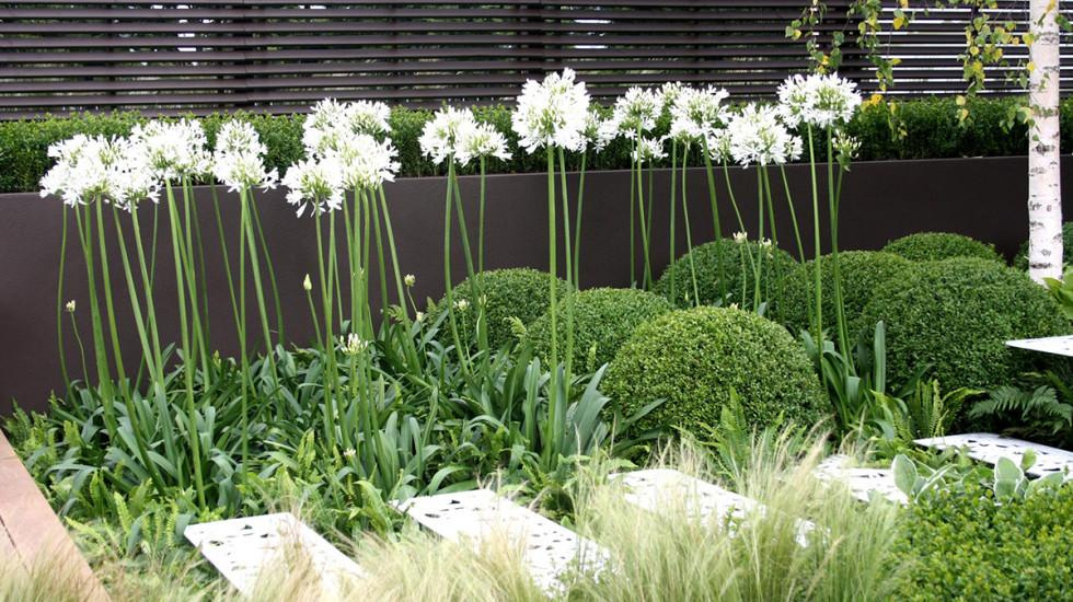 White-flowering agapanthus in between sheared boxwood balls and tufts of ornamental grasses in a backyard garden.