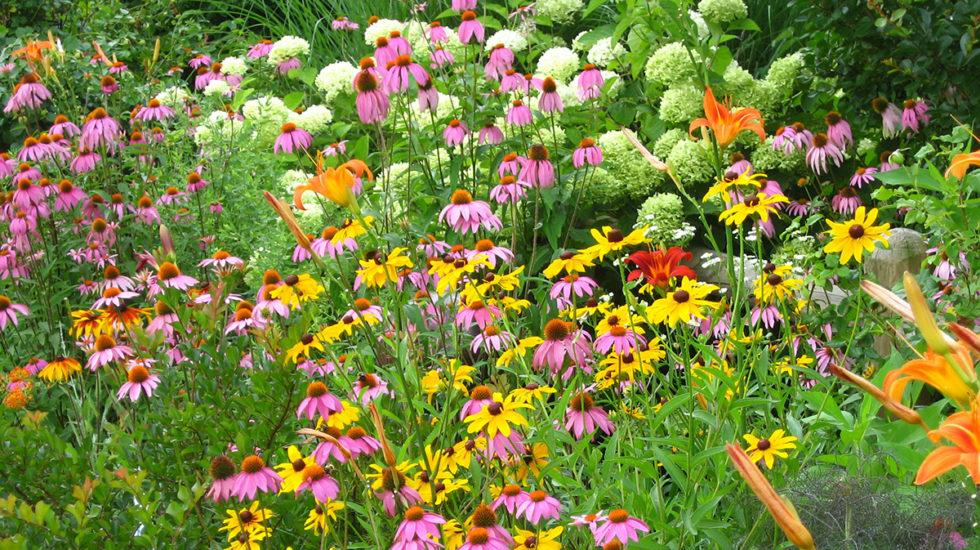Variety of flowers in a garden including PowWow Wild Berry Coneflower, Goldsturm Black Eyed Susan, and white hydrangeas.