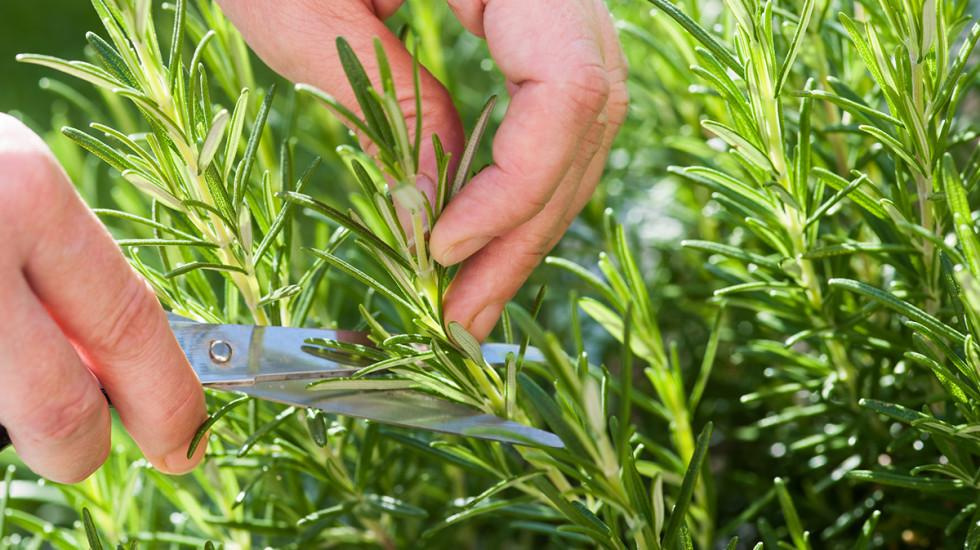 Close-up of someone cutting a piece off a rosemary plant.