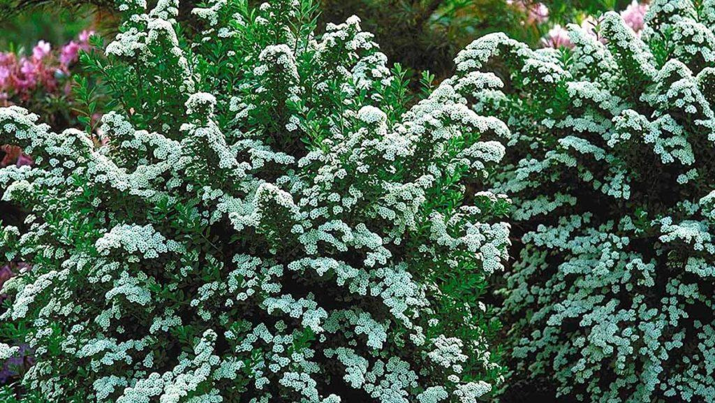 Two green and waterwise shrubs that have mini white flowers.