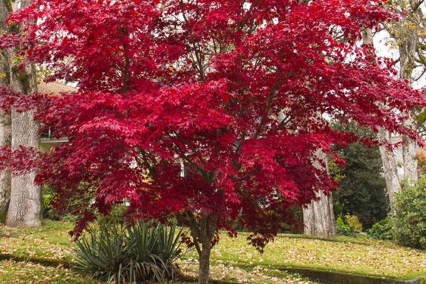 small Japanese maple tree with red leaves in fall landscape