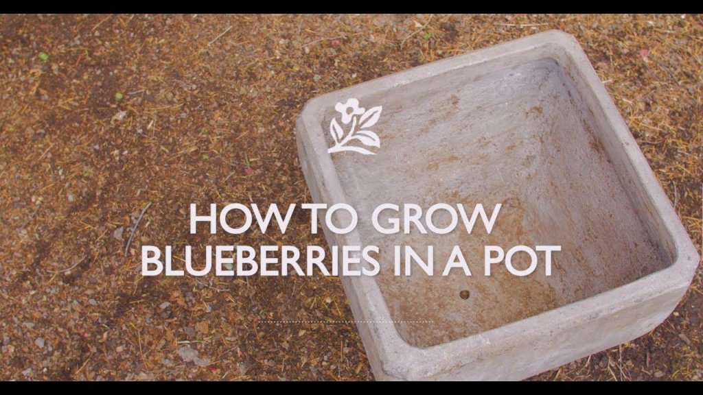 Stone pot on dirt ground with text that reads, "How to Grow Blueberries in a Pot."