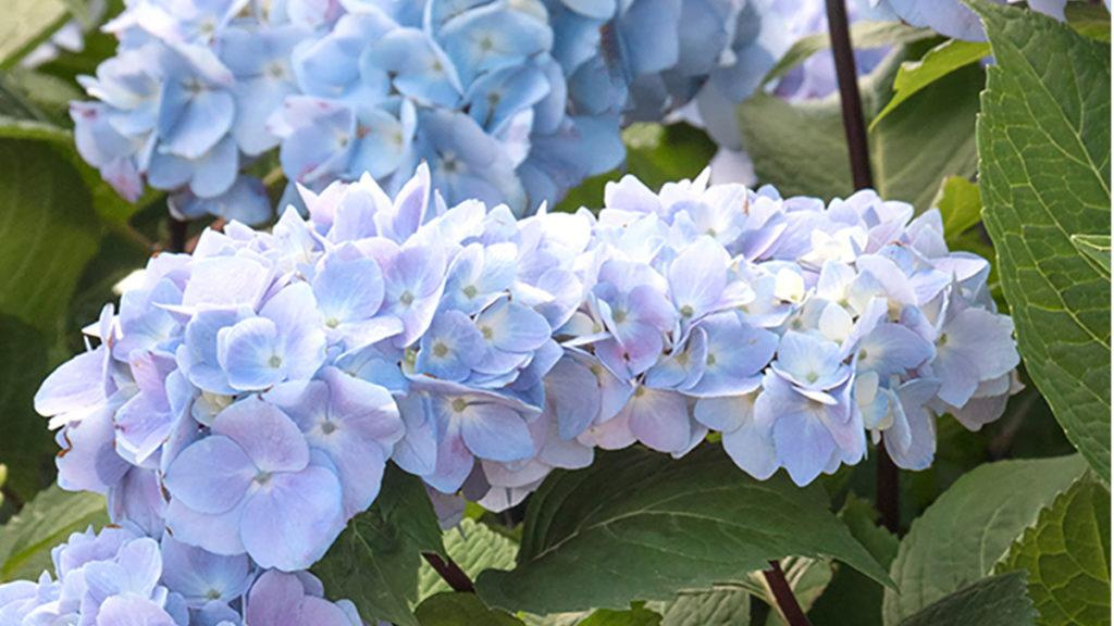 Close-up of Blue Enchantress Hydrangea flowers. 