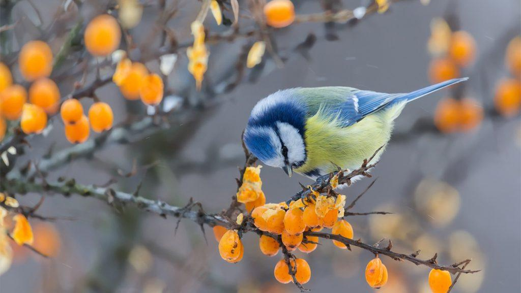Close-up of a small blue and yellow foraging bird sitting on yellow berry tree.