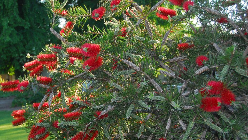 Close-up of a Scarlet Torch Bottlebrush plant in front of trees.