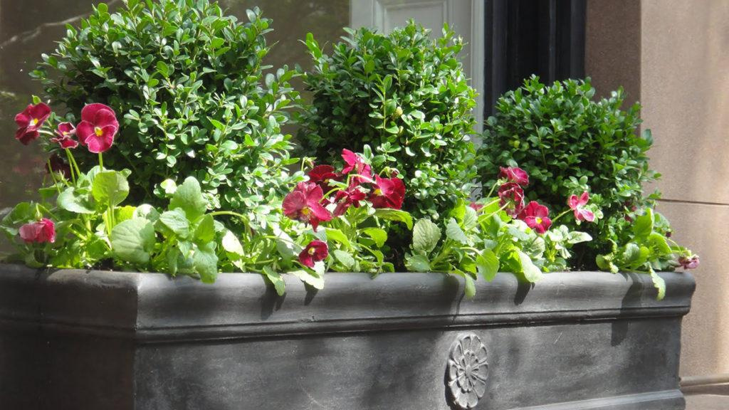 Black window box filled with three trimmed boxwoods and purple flowers.