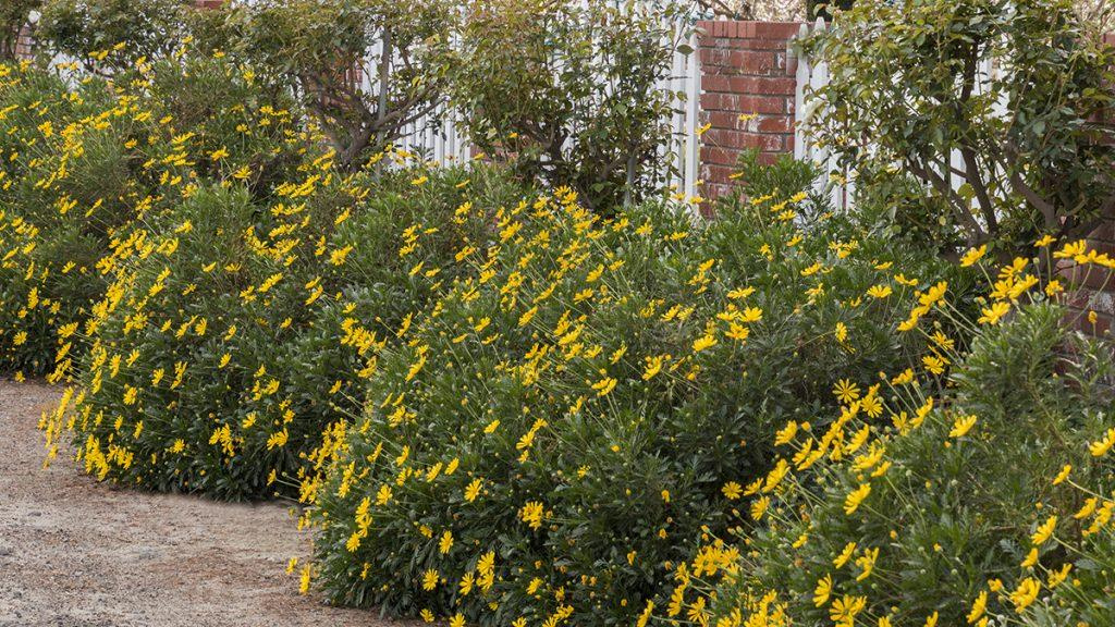 Multiple Green-Leaved Euryops plants set against a white picket fence.