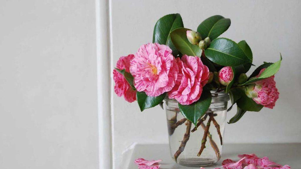Pink Camellias in a flower arrangement in a mason jar on a table.