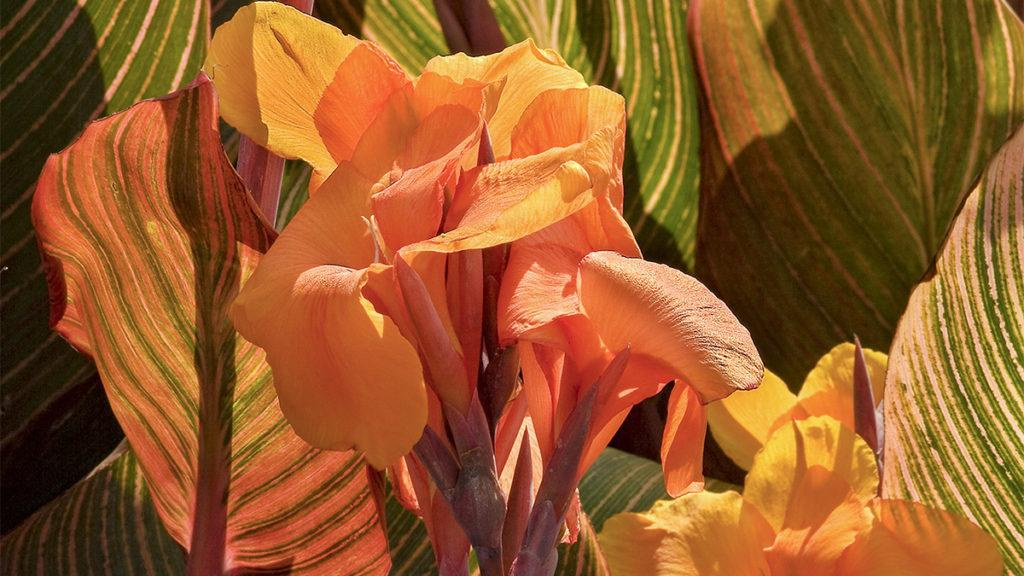 Close-up of the flowers of a Tropicanna Canna plant.