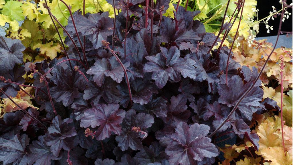 The black leaves of a Obsidian Coral Bells plant.
