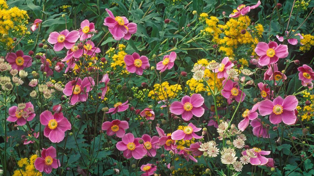 A mix of Abbey Road Masterwort, September Charm Japanese Anemone, and Crown Of Rays Goldenrod flowers.