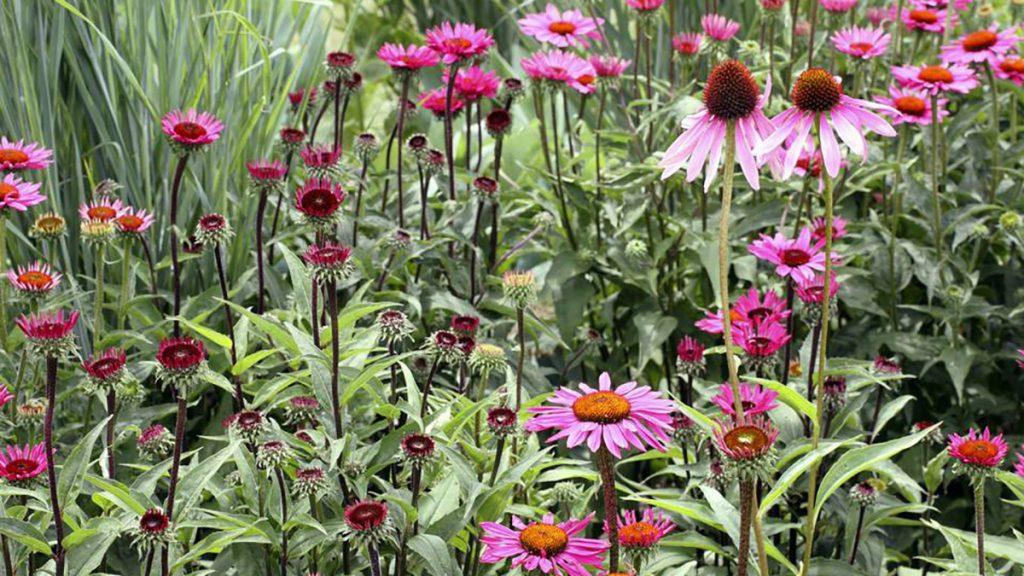 Ruby Star Coneflowers in a garden.