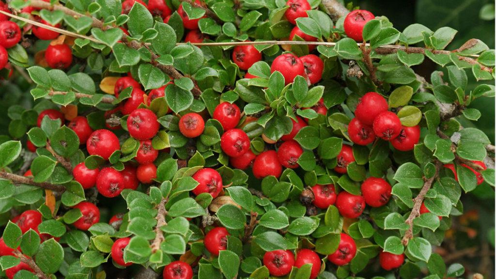 Close-up of the bright red berries on the Streibs Findling Cotoneaster plant.