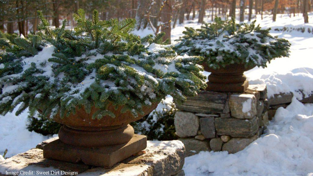 Two potted shrubs sitting on top a small stone wall in the winter snow.